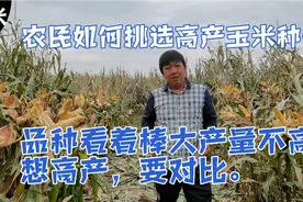 农民如何挑选高产玉米种子，看着玉米棒大没产量，看着棒小产量高视频封面