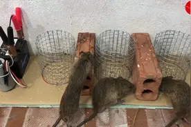 制作一个电击铺鼠装备，老鼠能承受多大的电压呢？