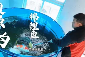 养鱼池被冰冻住，破冰后鱼儿却安然无恙，锦鲤鱼生存能力真顽强视频封面