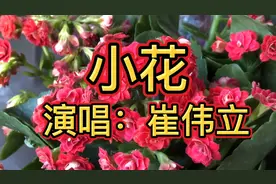 DJ好听情歌！《小花》我把思念偷偷地种下，种在我心田生根发芽！