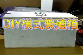 分享一个鹦鹉横式繁殖箱#西瓜新人#视频封面