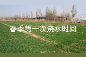 春天小麦什么时候浇水追肥最好呢？看完视频就知道了视频封面