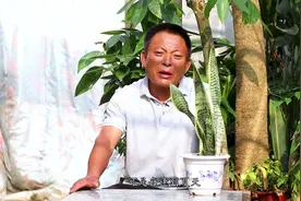 盆栽虎皮兰养护做好几步，夏天金边更鲜艳，轻松爆盆很简单！视频封面
