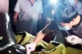 暖心守护！三亚市一领航鲸搁浅 海洋保护协会等机构正在救助