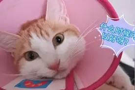 猫咪绝育之后变得特别依赖铲屎官，感谢你的信任！我会好好照顾你