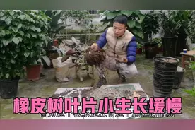 橡皮树这样配土两三年不板结，叶片小生长缓慢，栽种小细节很重要视频封面