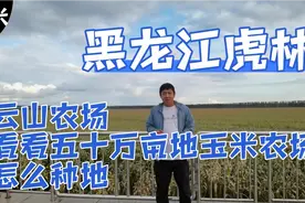 黑龙江虎林，这里大型农场很多，带农民看看50万亩地怎么种植玉米视频封面