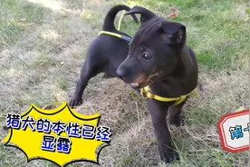 两个月的小奶狗，偶遇大狗却没有丝毫畏惧，看来真的有猎犬的基因