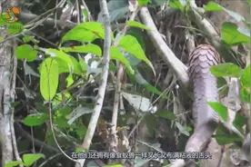 男子发现“似蛇似龙”的生物，全身有鳞甲，究竟是什么？视频封面