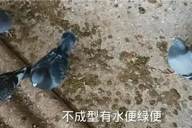 给鸽子调理拉水便绿便，这次的效果小伙还挺满意！视频封面