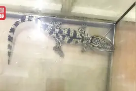 吓坏！北京一男子河边钓鱼发现鳄鱼 专家：是暹罗鳄 疑似违法放生视频封面