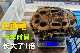 巴西龟一年时间可以长多少，称重以后自己都不相信，长大了1倍！