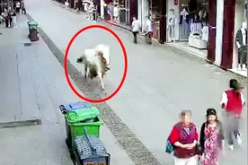 实拍：安徽歙县闹市区一匹白马失控撞人 民警果断开枪将其击毙