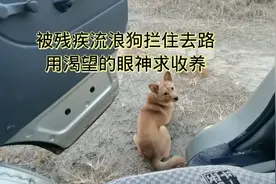 残疾流浪狗拦住去路，用渴望的眼神求收养，我要不要带它走视频封面