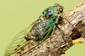 为什么夏天蝉一直鸣叫，专家是这样解释的，看完真的是涨知识啦