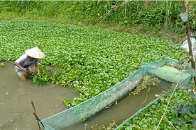 鸭子没有价钱，只有多吃水葫芦减少成本。养鸭大哥又失算了。