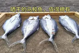 有网友说：为啥你晒的鱼没有苍蝇飞来呢？大家想知道吗？视频封面