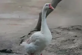 为什么大白鹅一见到生人，就会追上去啄不停，这些你都知道吗真逗视频封面