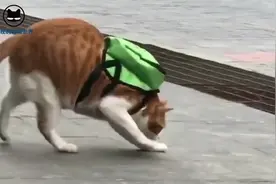 一言不合就倒退的胖猫，好灵活的步子视频封面