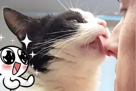 猫咪| “看我！我要亲你了！”  奶牛猫pusic和主人亲吻合集视频封面