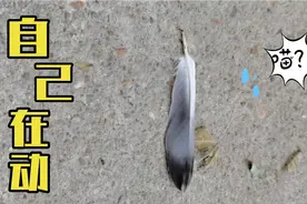 小得让人忽略的动物，蚂蚁，为什么能生存上亿年？视频封面
