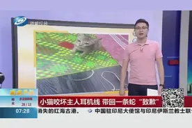 太逗了！小猫咬坏耳机线，带回一条蛇向主人“致歉”，主人都懵了