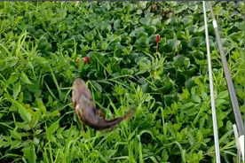 小伙野河里第一次钓到这种鱼，有点像鳜鱼，大家认识吗？视频封面