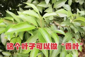 做饭常用到的调料“香叶”，你了解多少？一起来认识下