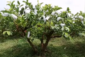 番石榴修剪那些事，4月重修剪，一个月后开花，90天后采摘视频封面