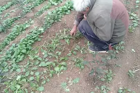 实拍河南驻马店，农村寒冷的冬天，地里面有位老大爷在干活