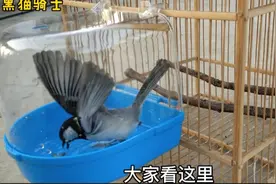 新鸟入笼，闹笼，鸟撞笼怎么办？盘鸟之给鸟洗澡，很重要快看看吧视频封面