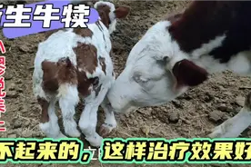 新手牛犊站不起来的，护理上注意这些细节，很快就会恢复正常视频封面