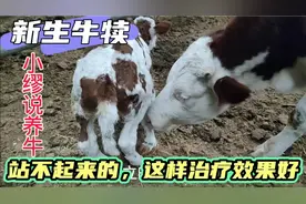 新手牛犊站不起来的，护理上注意这些细节，很快就会恢复正常视频封面