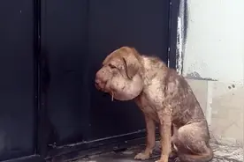 流浪狗脖子被绳勒紧,脑袋肿的像一个球,连呼吸都非常困难了视频封面