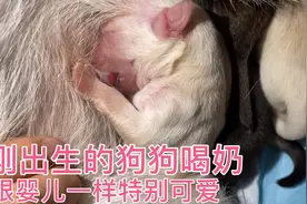 刚出生的狗狗是怎么喝奶吸奶的，原来跟婴儿一样特别可爱超萌的！视频封面