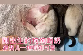 刚出生的狗狗是怎么喝奶吸奶的，原来跟婴儿一样特别可爱超萌的！视频封面