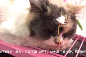小猫病重不吃不喝十几天随时死亡！医生不眠不休救治他竭尽全力视频封面
