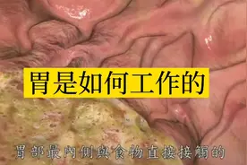 胃的一生是如何工作的，把我们吃入的食物，消化，分裂。