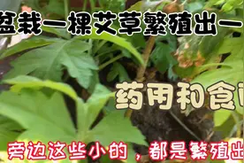 阳台上盆栽一棵艾草，繁殖一片出来，又可以药用和食用，太值了