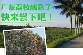 世界最好荔枝在中国，中国最好荔枝在广东。美味荔枝 田园风光