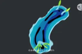 假如海洋里的珊瑚全部消失！地球什么样？人类会受到什么影响？