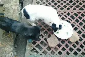 小马家的两只小狗，三个月大了不会汪汪叫，怎么看家啊？啥原因呢视频封面