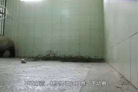 熊猫第一次看到自己宝宝，是啥反应？下一秒请千万憋住别笑视频封面