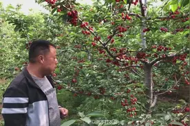 这种水果被誉为早春第一果，含铁量是水果里面最高的我们今天看下视频封面