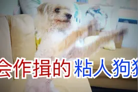 【领养流浪狗第13天】这样一只爱作揖会撒娇的狗狗，为何要被抛弃视频封面