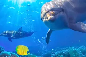 海豚为什么会喜欢人类？科学家在脑中装了个仪器，发现了真相！