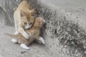 猫妈妈教小奶猫上台阶，看小奶猫上不去，就在一旁耐心的鼓励