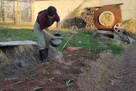 农村姑娘挖地学栽菜苗，大伯教种菜苗的方法成活率高，分享给大家视频封面