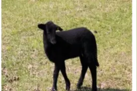 英语习语"the black sheep”什么意思？吉喆告诉你。视频封面