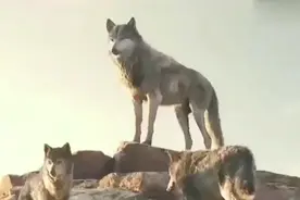 一群狼大战一只老虎，谁是王者视频封面